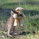 Illustration for article titled An Orphaned Wallaby Gets Comfort From His Teddy Bear